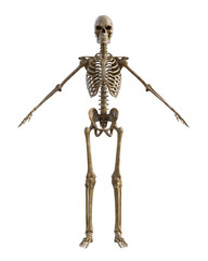 Human skeleton on transparent background, 3d render