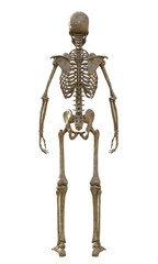 Human skeleton on transparent background, 3d render