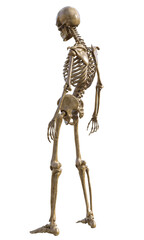 Human skeleton on transparent background, 3d render