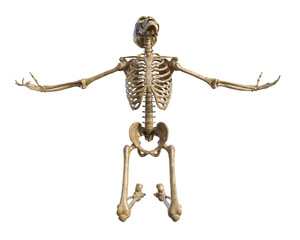 Human skeleton on transparent background, 3d render