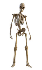 Human skeleton on transparent background, 3d render