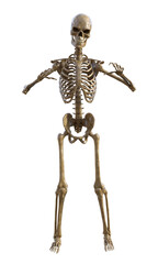 Human skeleton on transparent background, 3d render
