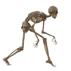 Human skeleton on transparent background, 3d render