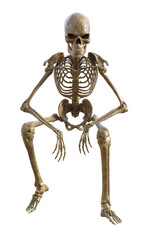 Human skeleton on transparent background, 3d render
