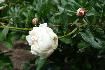 Pair of buds and white flower of common peony in mid May