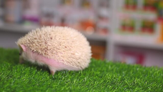 The domestic hedgehog sniffs the air and looks around. Hedgehog is like a pet.