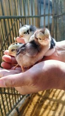 person and a chicken