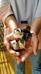 person and a chicken