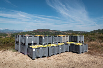 Obraz na płótnie Canvas Colheita de maças em caixas plásticas umas em cima das outras, prontas para a distribuição em Portugal 