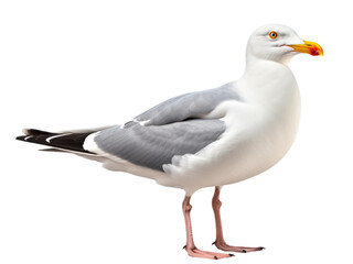 Naklejka premium Seagull isolated on transparent background 