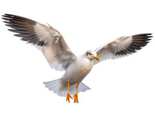 Obraz premium Seagull isolated on transparent background 