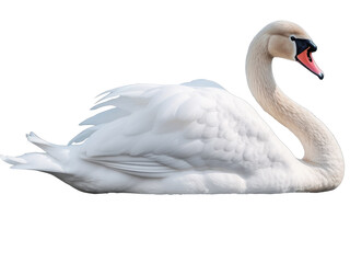 white swan isolated on transparent background