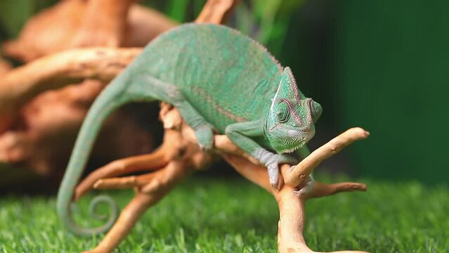 A chameleon sits on a branch and looks in different directions close-up on a green background. Studio photography of animals.