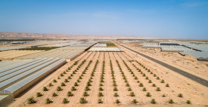 Aerial view of young palm trees and greenhouse in the desert, Paran, Negev desert, Israel.
