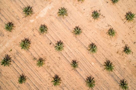 Aerial view of young palm trees, Paran, Negev desert, Israel.
