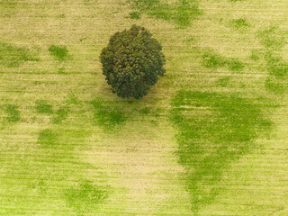 Abstract aerial top view of tree on meager green field, Beek, Montferland, Gelderland, Netherlands.