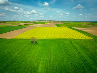 Aerial view of colourful rapeseed fields in countryside near Aljmas, Osijek-Baranja, Croatia.