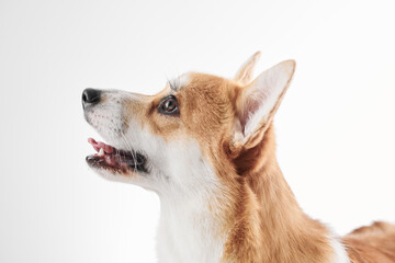 Pembroke Welsh Corgi portrait isolated on white studio background with copy space, purebred dog