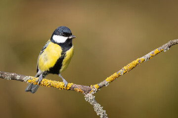 Colorful great tit ( Parus major ) perched on a tree trunk, photographed in horizontal, amazing background
