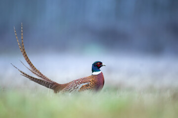Bird - Common pheasant Phasianus colchius Ring-necked pheasant in natural habitat wildlife Poland Europe