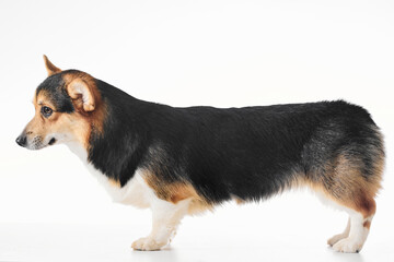 Pembroke Welsh Corgi portrait isolated on white studio background with copy space, purebred dog