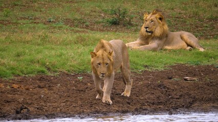 lions