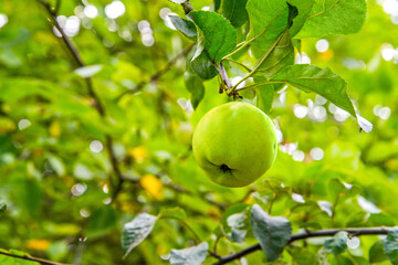 A green apple on a branch in the garden.
