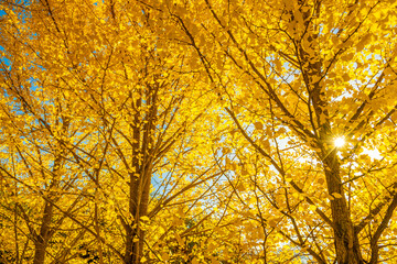 Fototapeta premium golden autumn leaves and sun