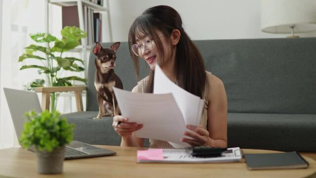 The brown and tan Chihuahua puppy dog playing with owner that online study and working on paperwork and laptop and petting him at home.