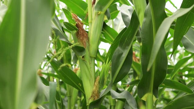 Corn stalks in the field