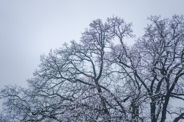 Tree branches in the snow against the background of a gray cloudy sky. Winter nature background