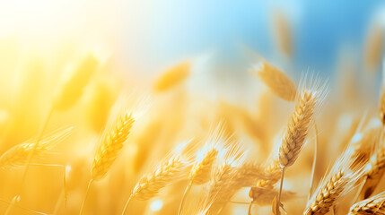 Golden Wheat Field with Sun Flare Background