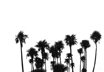 Silhouette of Tropical Palm Trees isolated on white background. Summer Vacation. Palm tree silhouette. Black border. Realistic illustration of a horizon from palm trees.  isolated on transparent