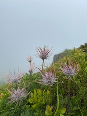 Wild flowers in the fog