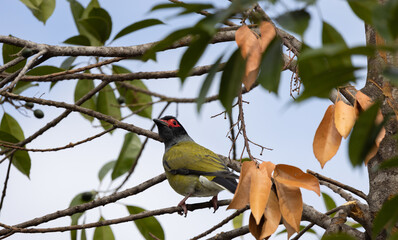 bird on a branch