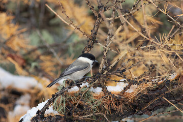 Bird in the snow