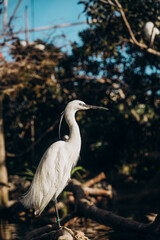 great blue heron ardea alba