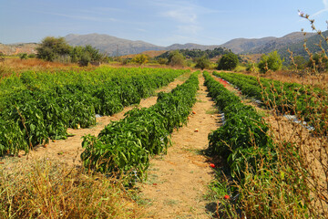 Crop of Peppers growing in the Lasithi Plateau, Crete, Greece, Europe.