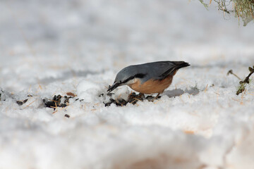 Bird in the wilderness