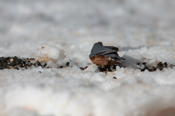 Bird in the wilderness
