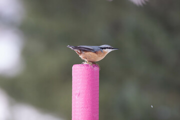 Bird in the wilderness