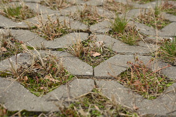 green with burnt-out grass eco-parking as a backdrop, a concept of sustainable living in the city 