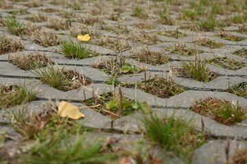 old grass on the eco parking lot as background texture of square tiles made of gray natural stone. Concrete street covering of road, geometric paving pattern, green lawn and eco parking, green parking