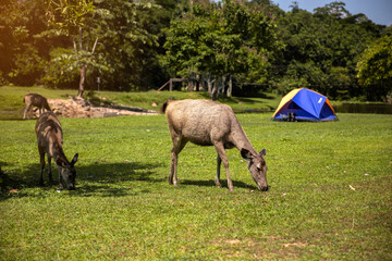 Deer eating fresh green grass on meadow in the nature park. Wild animals theme. Wildlife scene.