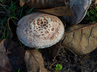 a close-up photo of a mushroom among autumn leaves