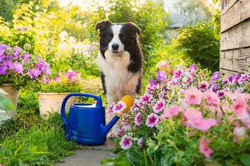 Outdoor portrait of cute dog border collie with watering can in garden background. Funny puppy dog as gardener fetching watering can for irrigation. Gardening and agriculture concept - obrazy, fototapety, plakaty