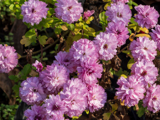 close-up photo of autumn pink chrysanthemum flowers