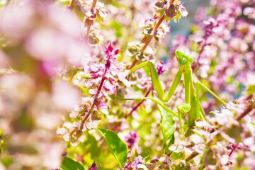 屋外で秋のピンクのホーリーバジルの花畑の中からこちらを見る緑のカマキリ