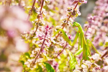 屋外で秋の紫のホーリーバジルの花畑の中にいる緑のカマキリ