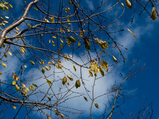 photo of autumn leaves on tree branches against a blue sky background